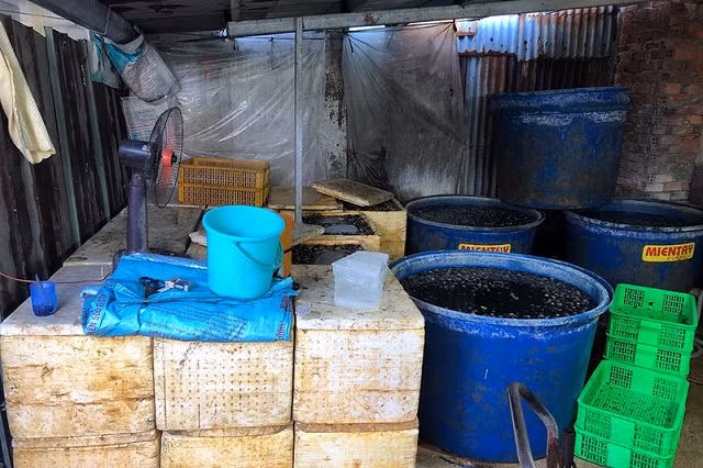 Theo công an, thịt ốc có vẻ ngoài là ốc bươu, sau khi được ngâm hóa chất cho nở, đẹp màu thì bán ra thị trường làm thực phẩm. Ảnh CA.