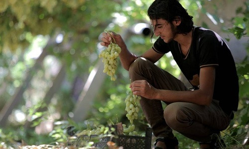 Nông dân thu hoạch nho là một trong những hình ảnh IS sử dụng để phục vụ cho chiến dịch tuyên truyền khắc họa các mặt tích cực của tổ chức. Ảnh: Wall Street Journal is-no-luc-thoat-ly-khoi-hinh-anh-tan-bao