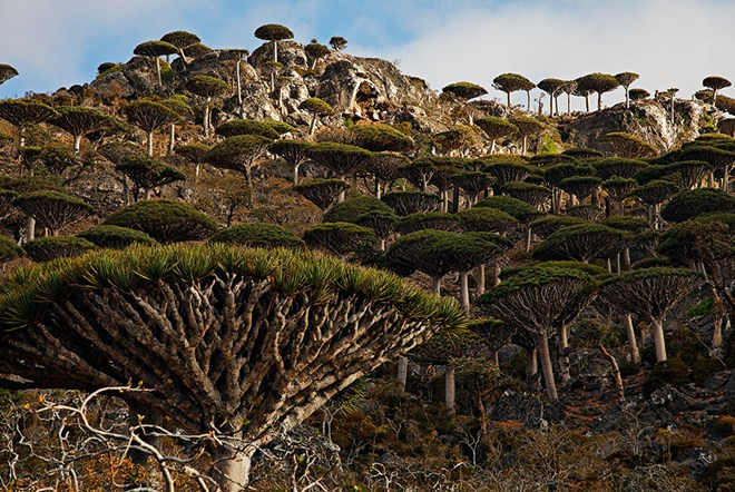 Quần đảo Socotra