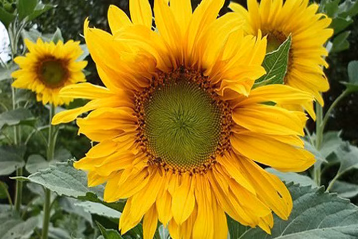 Hết đau đầu nhờ bài thuốc hoa hướng dương