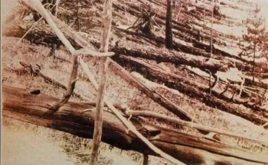 Cây đổ sau khi vụ nổ Tunguska xảy ra đều hướng thẳng tới trung tâm vụ nổ.