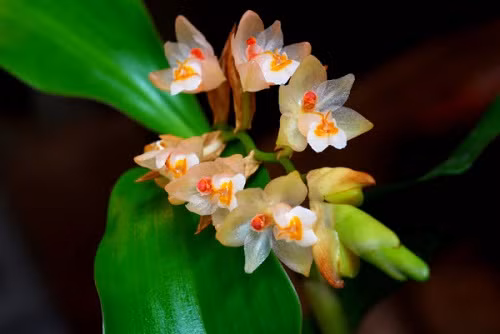 Cây thạch đào tiên. Ảnh: ydvn.