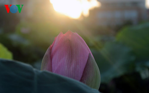 Nụ sen chúm chím trong nắng ban mai.