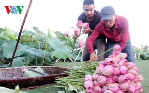 Thu hoạch hoa sen.