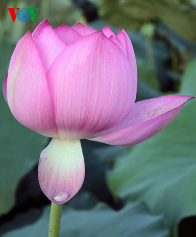 Cách hoa trịu sương đêm.