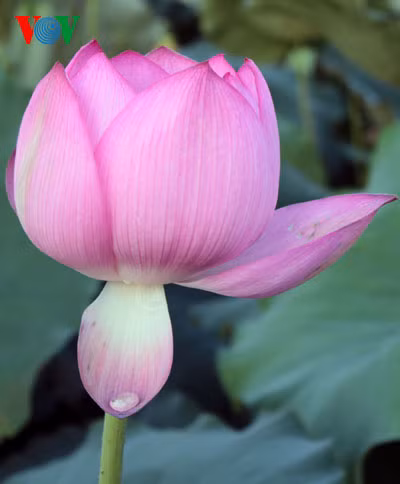 Cách hoa trịu sương đêm.