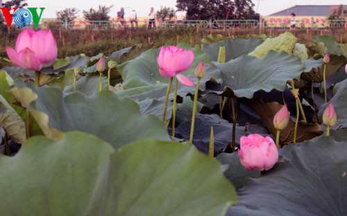 Sen đang vào mùa nở rộ.