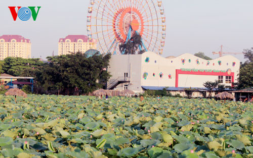 Ngắm sen Hồ Tây vào mùa