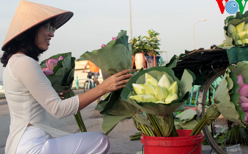 Thiếu nữ Hà Thành lựa chọn mua hoa sen.