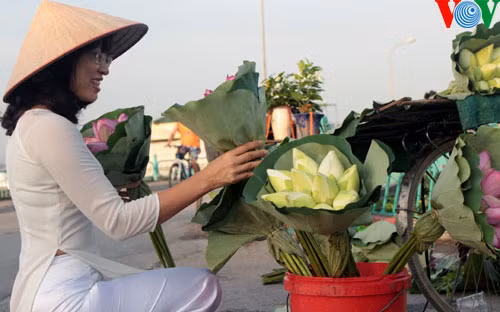 Thiếu nữ Hà Thành lựa chọn mua hoa sen.