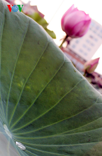 Những giọt sương sớm còn đọng lại trên lá sen.