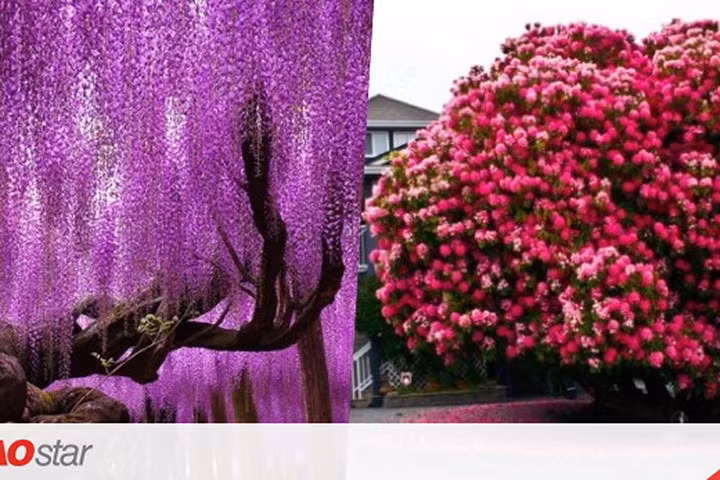 16 giống cây… không hiểu sao lại đẹp và rực rỡ như thế!