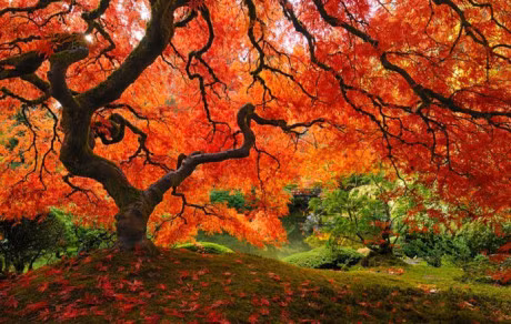 16 giong cay… khong hieu sao lai dep va ruc ro nhu the! - Anh 6