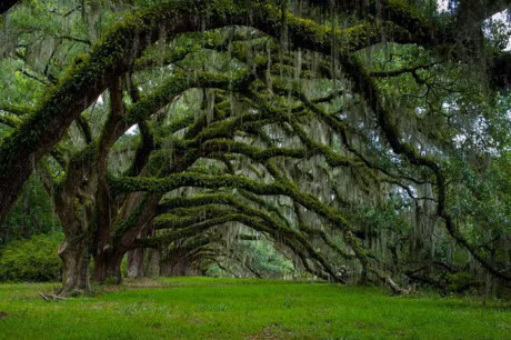 16 giong cay… khong hieu sao lai dep va ruc ro nhu the! - Anh 15