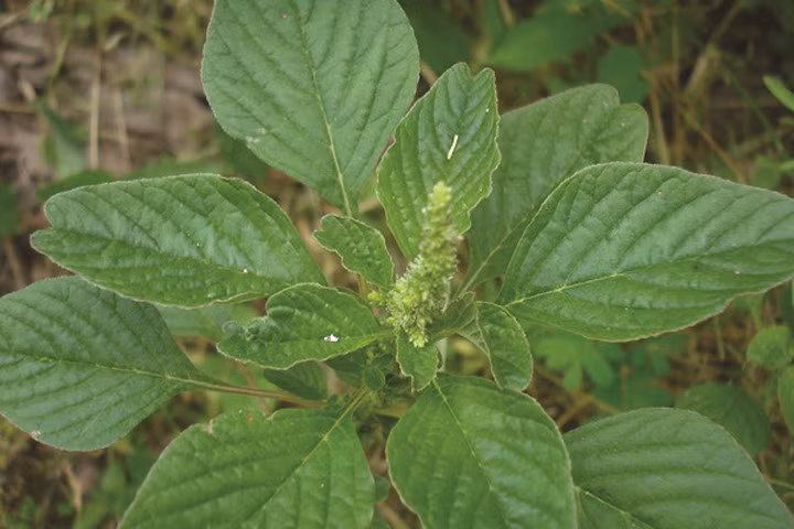Loại rau ăn hàng ngày ngăn ngừa bệnh mạn tính, ác tính ít ai ngờ
