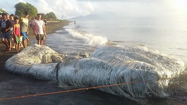 Kinh hoàng “thủy quái đầy lông lá” dạt vào bờ biển