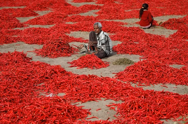 Một người đàn ông nhặt ớt tại một nông trại ở ngôi làng Shertha, Ấn Độ