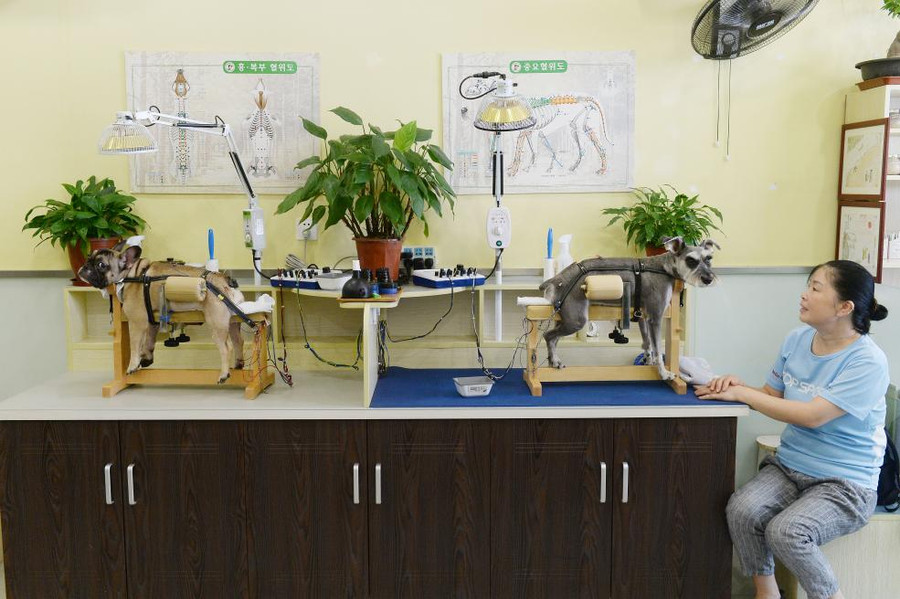 Hai chú chó đang được châm cứu tại một phòng khám dành cho thú cưng ở Thượng Hải, Trung Quốc Hai chú chó đang được châm cứu tại một phòng khám dành cho thú cưng ở Thượng Hải, Trung Quốc