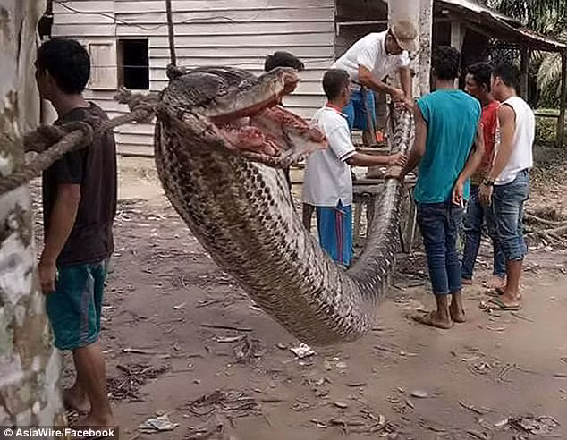 Người đàn ông một mình tiêu diệt trăn dài gần 10 mét