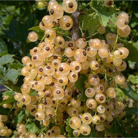 Kỹ thuật trồng cây nho chuỗi ngọc Ky thuat trong cay nho chuoi ngoc