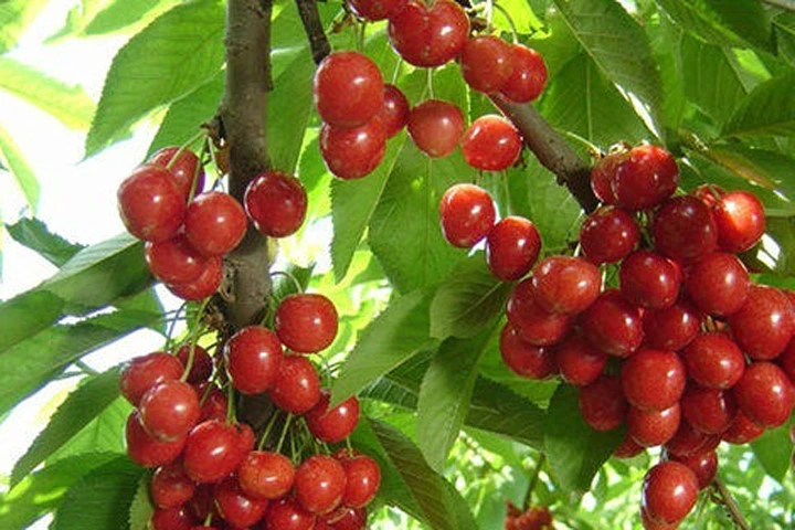 Kỹ thuật trồng cây nho chuỗi ngọc cực kỳ đơn giản. Ảnh minh họa 
