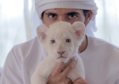 Giới nhà giàu UAE bị cấm nuôi thú dữ làm cảnh - Ảnh 3 Gioi nha giau UAE bi cam nuoi thu du lam canh - Anh 3