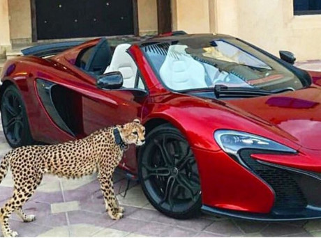 Giới nhà giàu UAE bị cấm nuôi thú dữ làm cảnh - Ảnh 1 Gioi nha giau UAE bi cam nuoi thu du lam canh - Anh 1
