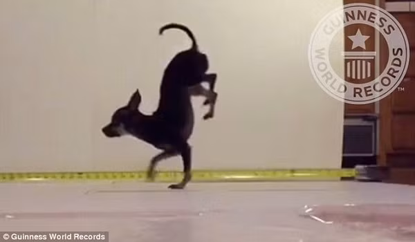 Những chú chó có tài năng đặc biệt ảnh 3