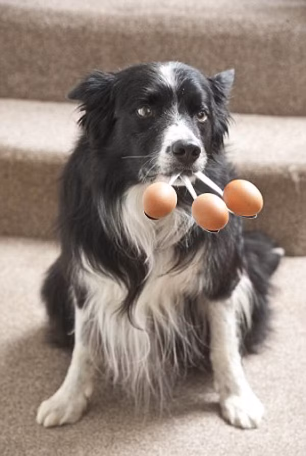 Những chú chó có tài năng đặc biệt ảnh 2