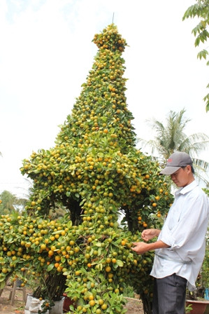 Sản phẩm tắc kiểng hình tháp rất độc trong dịp tết của nhà vườn Chợ Lách