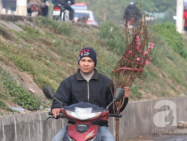 Đào nở sớm, nửa triệu đồng một cành vẫn đắt như tôm tươi 15