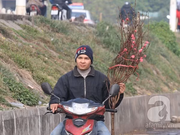 Đào nở sớm, nửa triệu đồng một cành vẫn đắt như tôm tươi 15