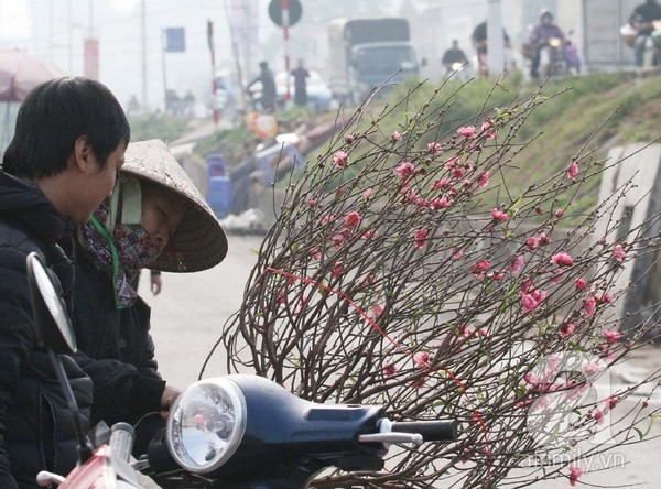 Đào nở sớm, nửa triệu đồng một cành vẫn đắt như tôm tươi 11