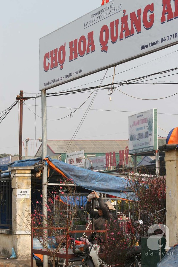 Đào nở sớm, nửa triệu đồng một cành vẫn đắt như tôm tươi 1