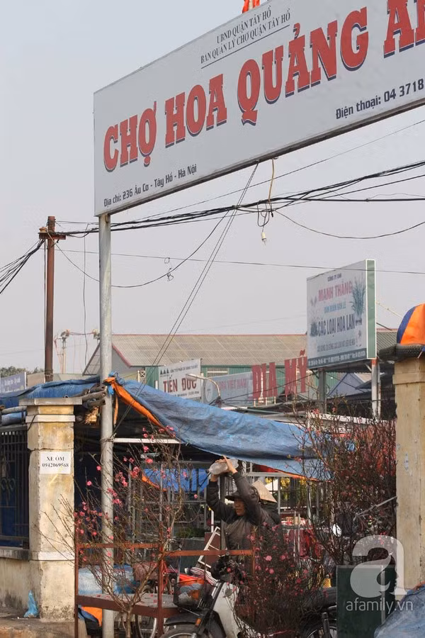 Đào nở sớm, nửa triệu đồng một cành vẫn đắt như tôm tươi 1