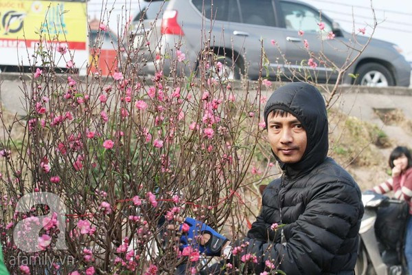 Đào nở sớm, nửa triệu đồng một cành vẫn đắt như tôm tươi 10