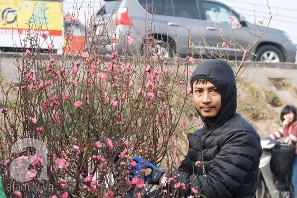 Đào nở sớm, nửa triệu đồng một cành vẫn đắt như tôm tươi 10