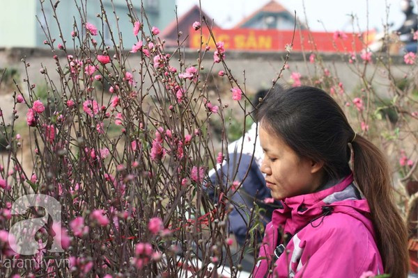 Đào nở sớm, nửa triệu đồng một cành vẫn đắt như tôm tươi 7