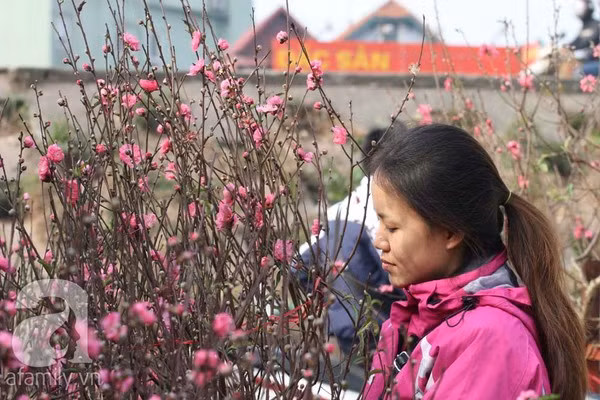 Đào nở sớm, nửa triệu đồng một cành vẫn đắt như tôm tươi 7