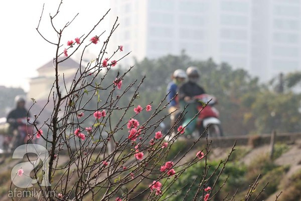 Đào nở sớm, nửa triệu đồng một cành vẫn đắt như tôm tươi 4