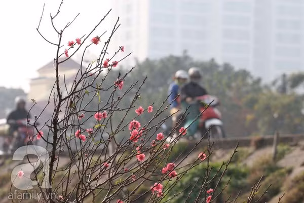 Đào nở sớm, nửa triệu đồng một cành vẫn đắt như tôm tươi 4