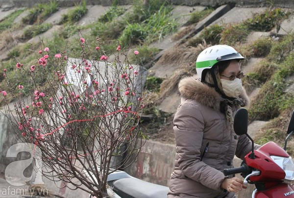 Đào nở sớm, nửa triệu đồng một cành vẫn đắt như tôm tươi 14