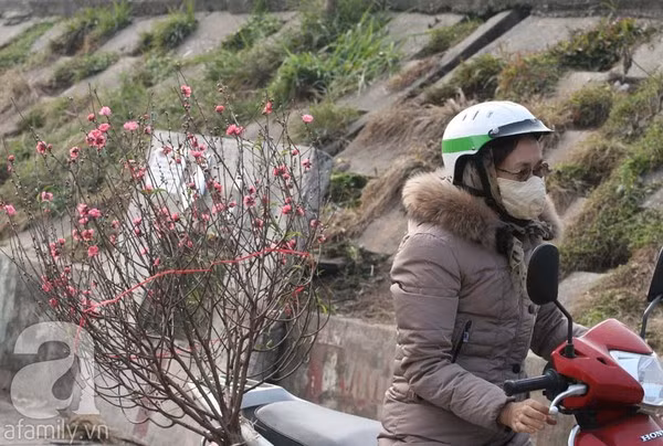 Đào nở sớm, nửa triệu đồng một cành vẫn đắt như tôm tươi 14