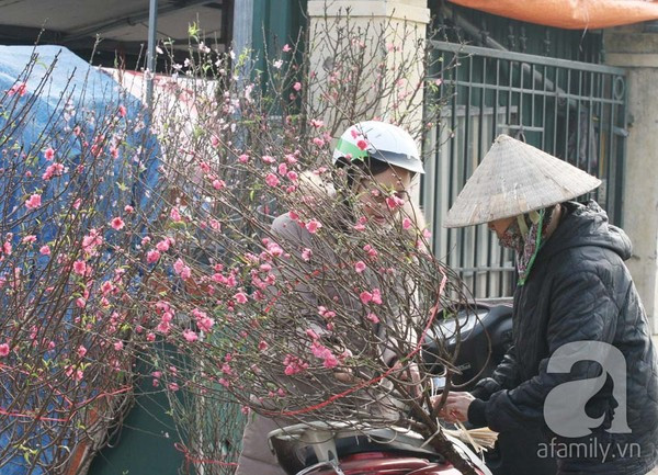 Đào nở sớm, nửa triệu đồng một cành vẫn đắt như tôm tươi 9