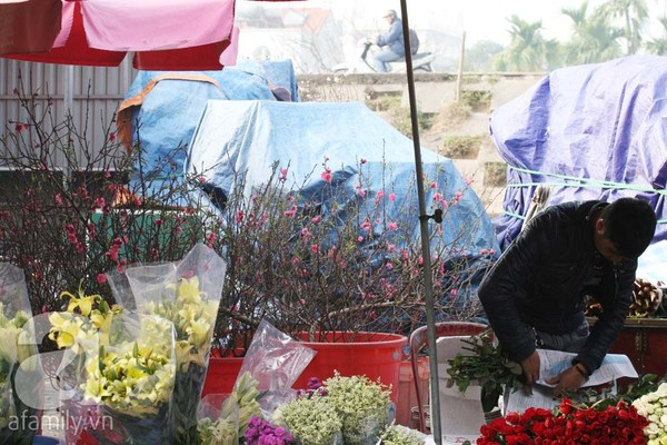 Đào nở sớm, nửa triệu đồng một cành vẫn đắt như tôm tươi 3