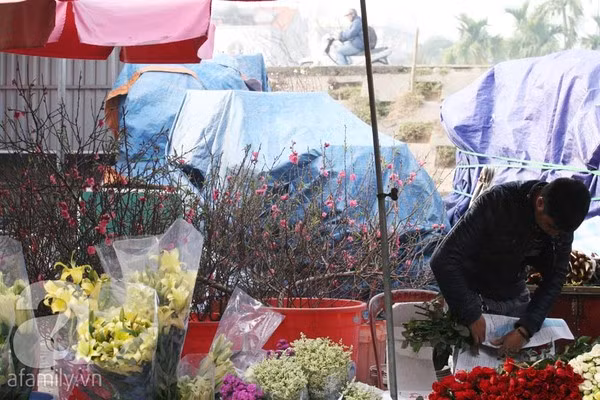 Đào nở sớm, nửa triệu đồng một cành vẫn đắt như tôm tươi 3