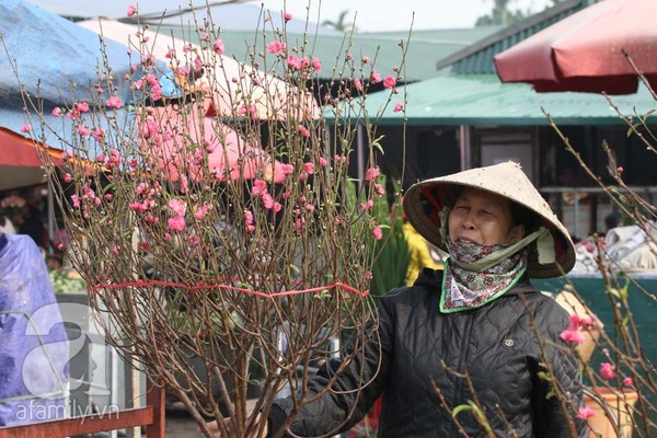 Đào nở sớm, nửa triệu đồng một cành vẫn đắt như tôm tươi 8