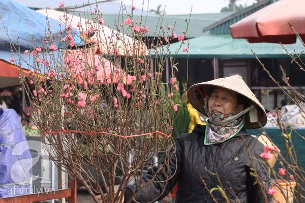 Đào nở sớm, nửa triệu đồng một cành vẫn đắt như tôm tươi 8