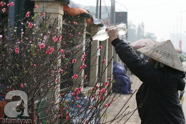 Đào nở sớm, nửa triệu đồng một cành vẫn đắt như tôm tươi 2