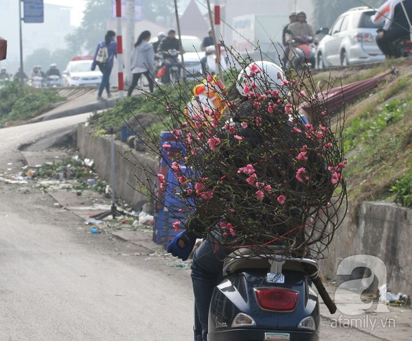 Đào nở sớm, nửa triệu đồng một cành vẫn đắt như tôm tươi 13